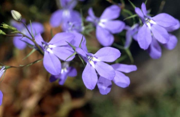 Richardson lobelia