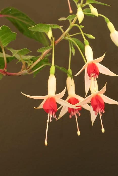 fuchsia 'Lye's Unique'