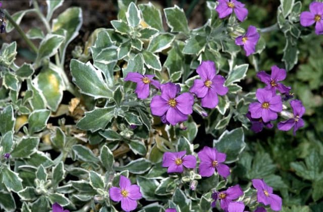 Aubrieta 'Argenteovariegata'