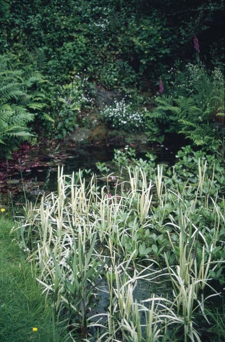Variegated reed sweet-grass