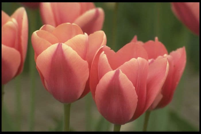 tulip 'Mirella'