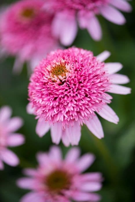 coneflower 'Butterfly Kisses'