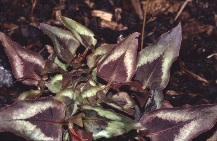 knotweed 'Red Dragon'