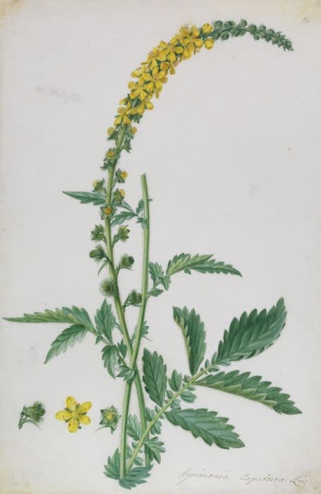 agrimony