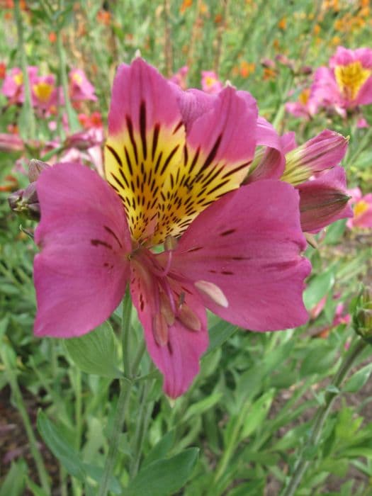 Peruvian lily 'Maestro'