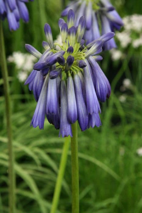 closed African lily