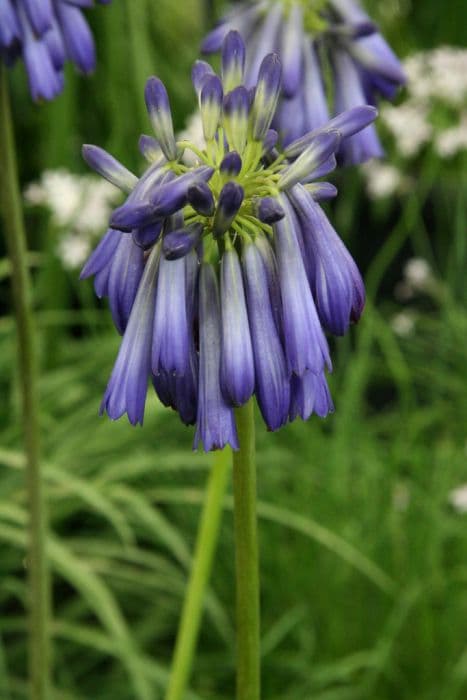 Closed African lily