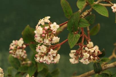 Ching's viburnum