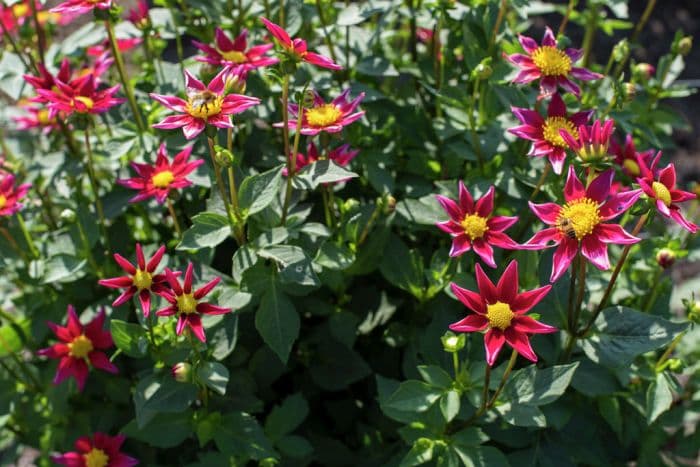 dahlia 'Starry Eyes - Red'