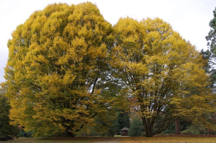 hornbeam 'Fastigiata'