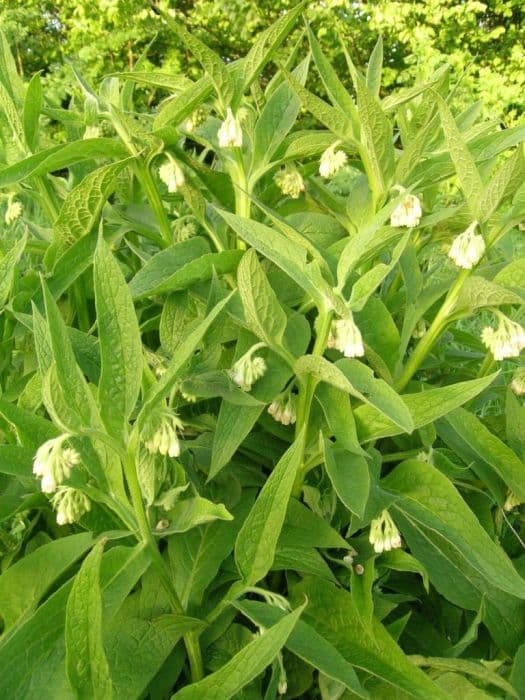 common comfrey