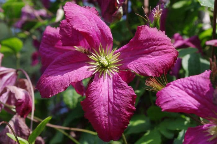 clematis 'Södertälje'