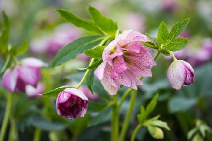 hellebore [SP Lily]