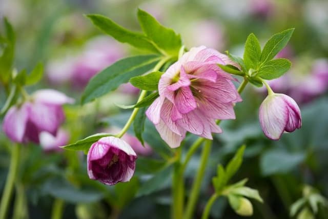 Hellebore [SP Lily]