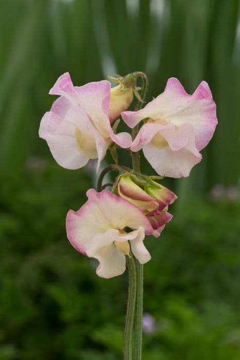 sweet pea 'Mollie Rilstone'