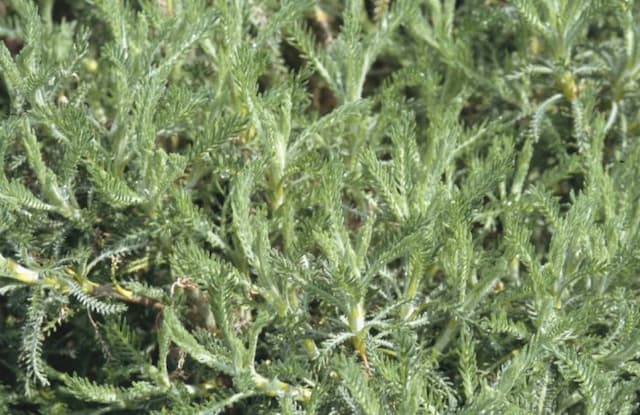 Rosemary-leaved lavender cotton 'Edward Bowles'