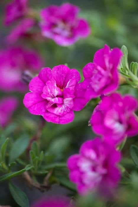 calibrachoa [Romantic Rose]