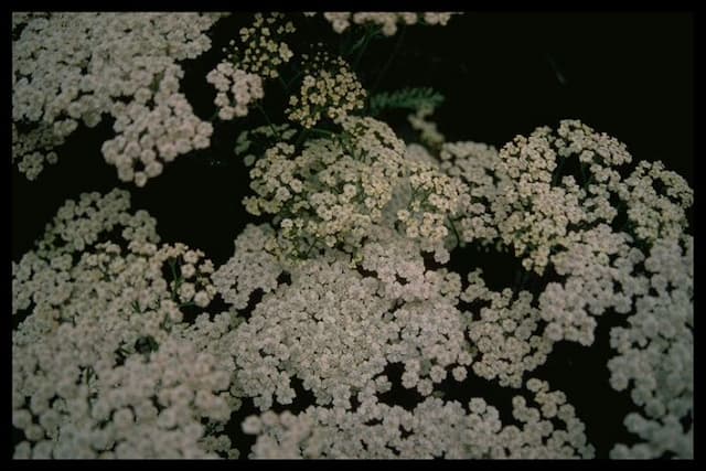 Yarrow 'Forncett Ivory'