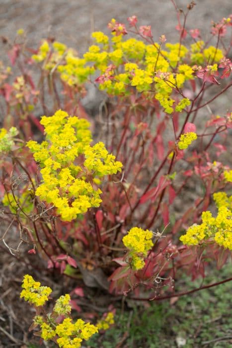 Balkan spurge