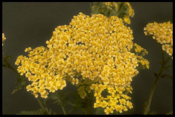 yarrow 'Martina'