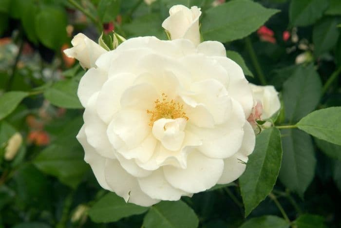 rose 'Notre-Dame de Calais'