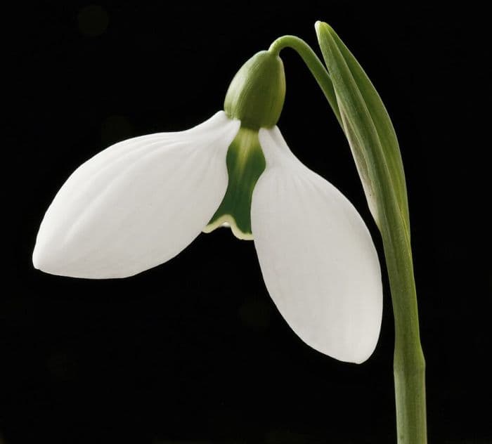 snowdrop 'Rodmarton Arcturus'