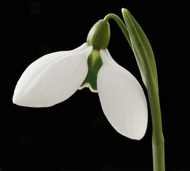 Snowdrop 'Rodmarton Arcturus'