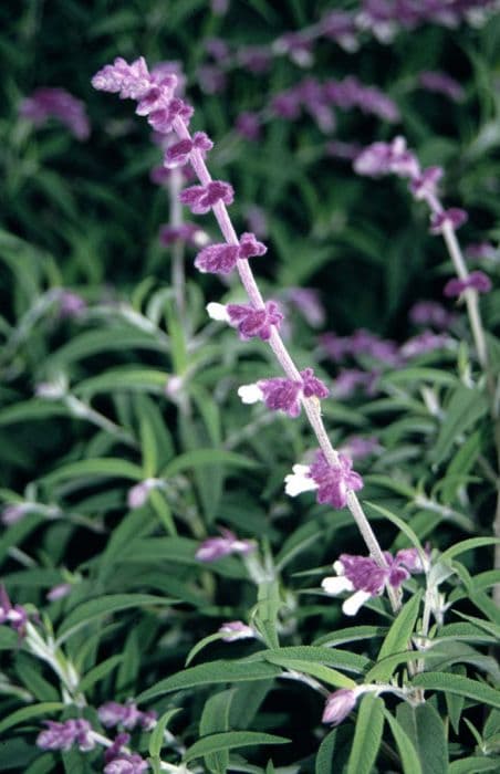 Mexican bush sage