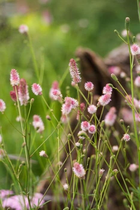 Great Burnet 'Pink Tanna'