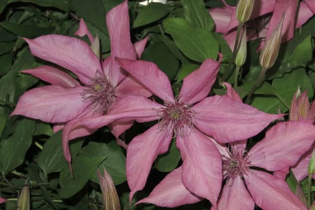 Clematis [Giselle]