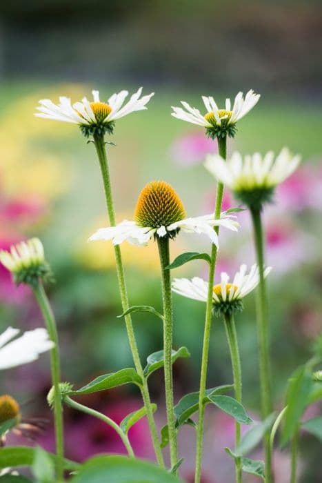 coneflower 'White Spider'