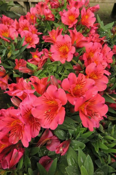 Peruvian lily [Princess Eliane]