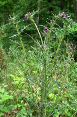 marsh thistle