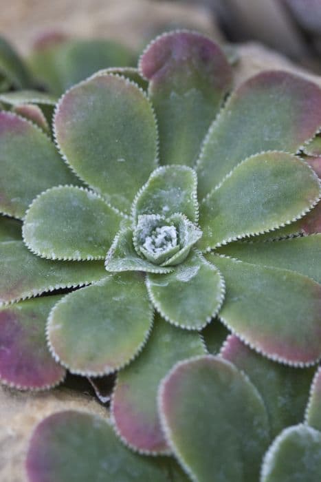 pyramidal saxifrage