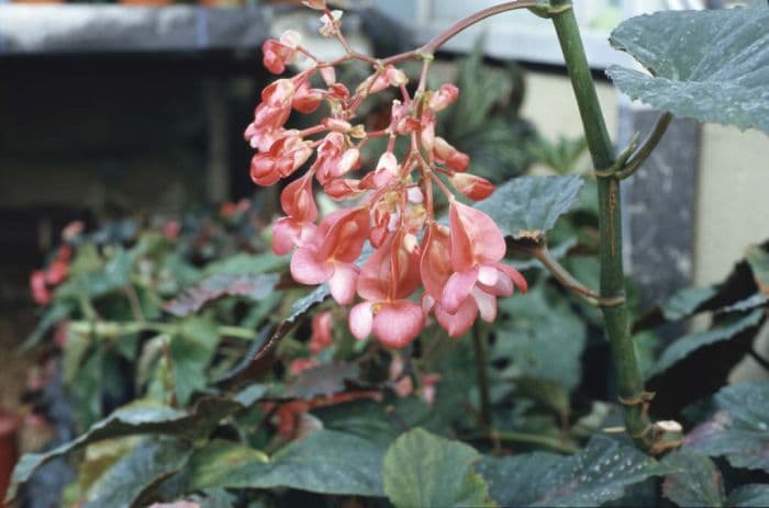 begonia 'Lucerna'