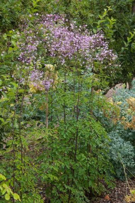 Chinese meadow rue 'Ankum'