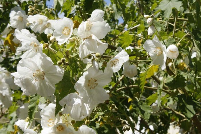 abutilon 'Tennant's White'