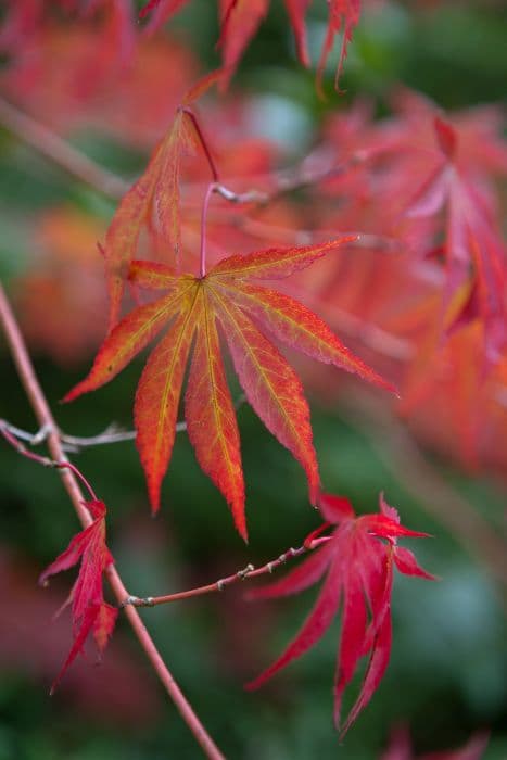 Japanese maple 'Beni-kagami'