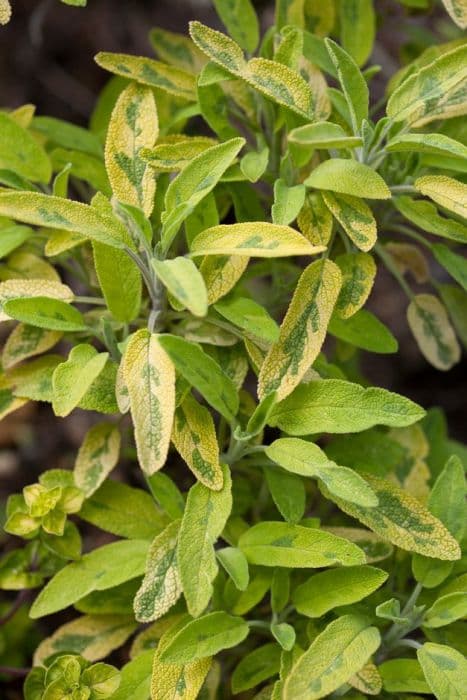 common sage 'Icterina'