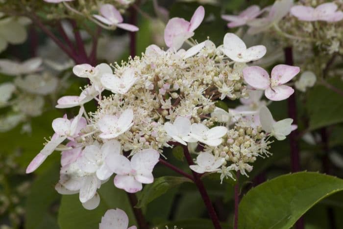 paniculate hydrangea 'Wim's Red'