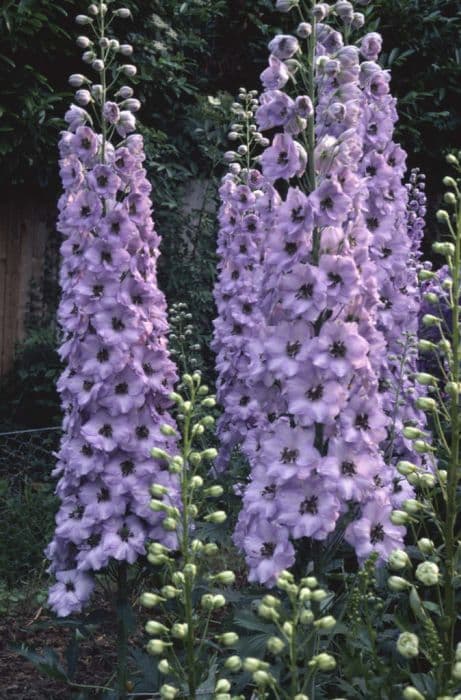 delphinium 'Min'