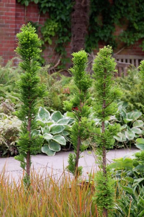 swamp cypress 'Peve Minaret'