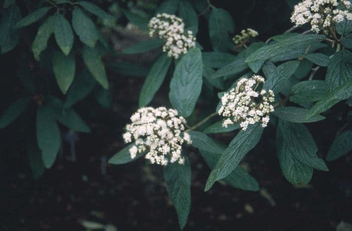 wrinkled viburnum