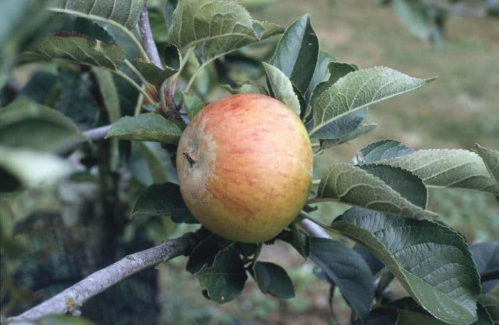 apple 'Ashmead's Kernel'