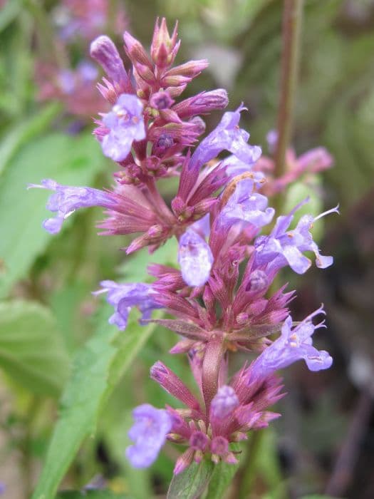 giant hyssop 'Purple Haze'