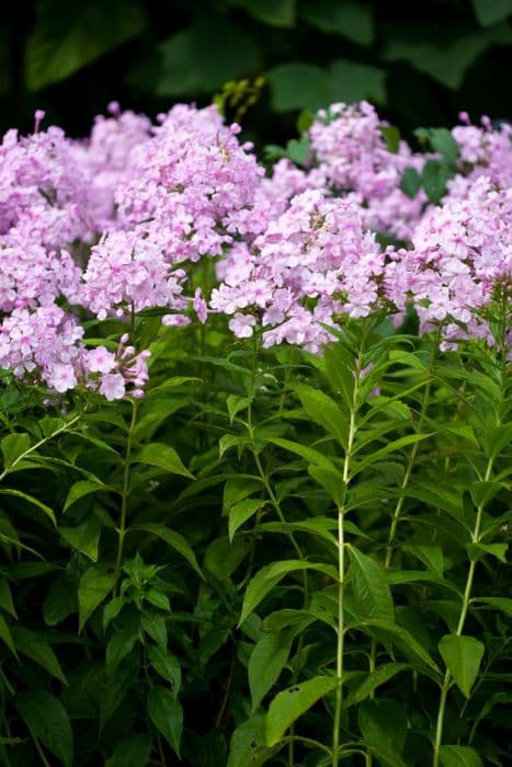 perennial phlox 'Discovery'