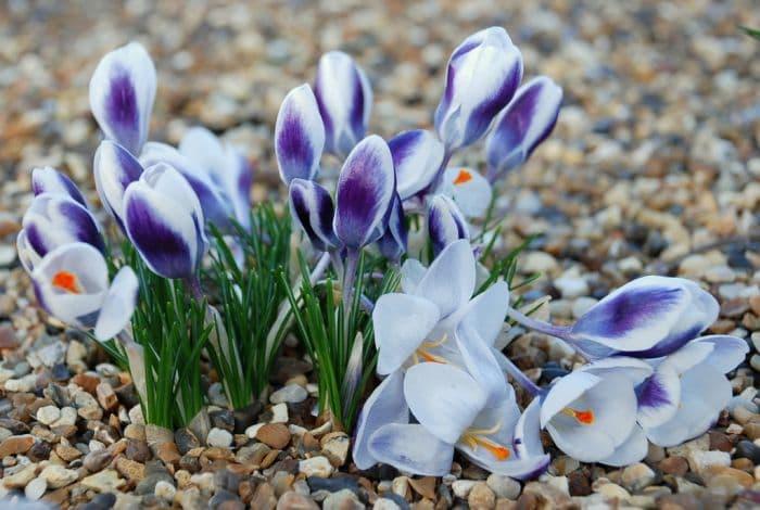 crocus 'Prins Claus'