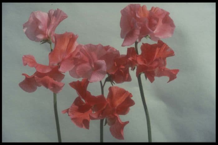 sweet pea 'Colin Unwin'