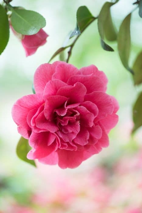 camellia 'Rose Parade'