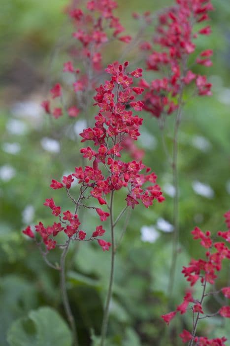 coral bells